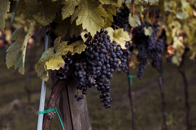 Purple Grapes: The Health Benefits of this Delicious Fruit
