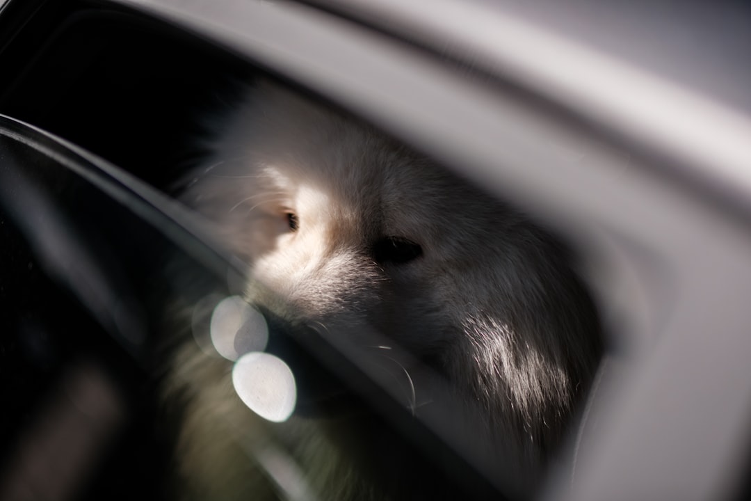 Managing Canine Pain with Previcox
